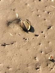 Sinanodonta woodiana