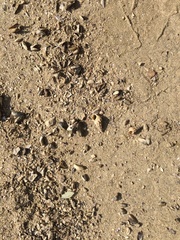 Semisulcospira ningpoensis