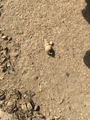 Semisulcospira ningpoensis