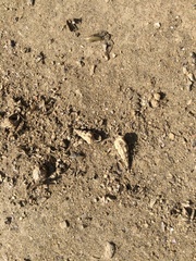 Semisulcospira ningpoensis