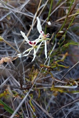 Pelargonium fergusoniae