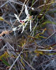 Pelargonium fergusoniae