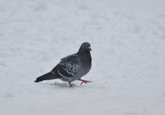 Columba livia