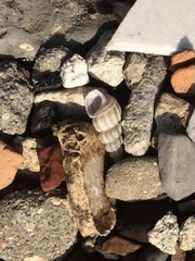 Semisulcospira ningpoensis