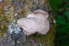 Pleurotus calyptratus