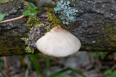 Pleurotus calyptratus
