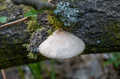 Pleurotus calyptratus