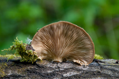Pleurotus calyptratus