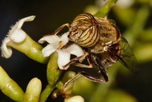 Eristalinus barclayi photo 3
