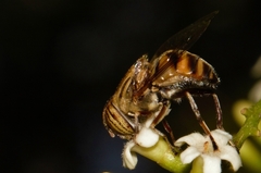 Eristalinus barclayi