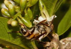 Eristalinus barclayi
