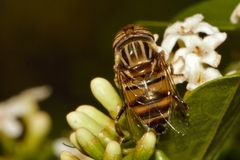 Eristalinus barclayi
