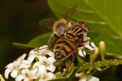 Eristalinus barclayi