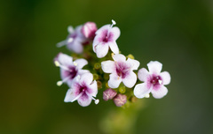 Valeriana carnosa