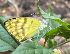 Colotis vesta mutans