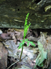 Botrychium angustisegmentum