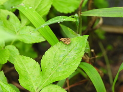 Choreutis amethystodes