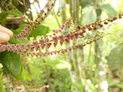 Stelis argentata