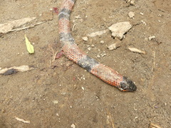 Erythrolamprus mimus