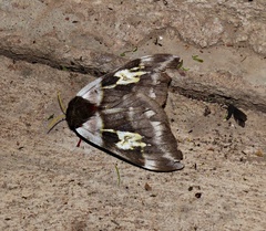 Dirphiopsis schreiteri