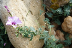 Convolvulus althaeoides althaeoides