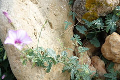Convolvulus althaeoides althaeoides