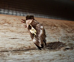 Dirphiopsis schreiteri