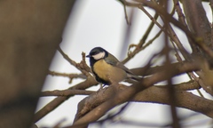 Parus major