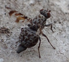 Pseudotephritis