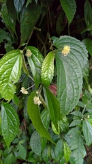 Elatostema hirtellipedunculatum