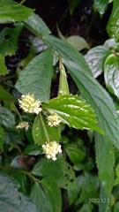 Elatostema hirtellipedunculatum