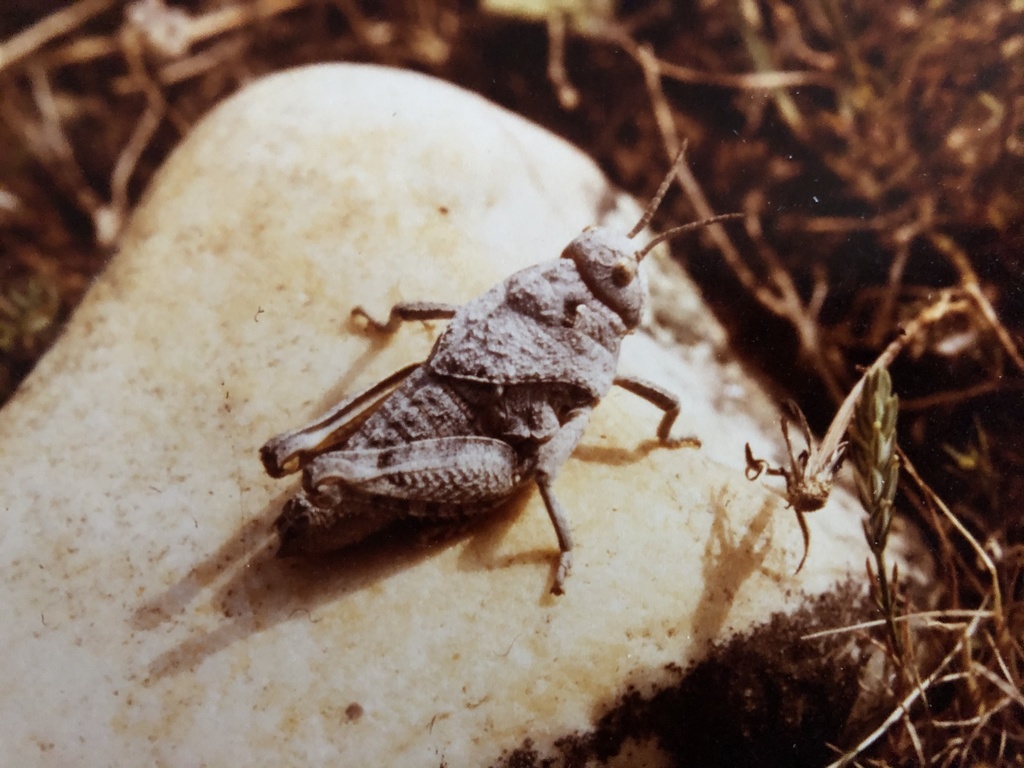 Crau Plain Grasshopper