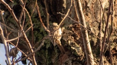 Certhia brachydactyla