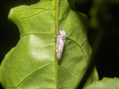 Tretogonia