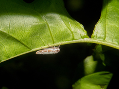 Tretogonia