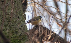 Parus major