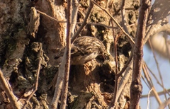 Certhia brachydactyla