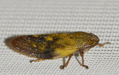 Omalophora pectoralis