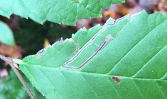 Stigmella apicialbella