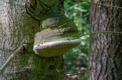 Fomitiporia hartigii