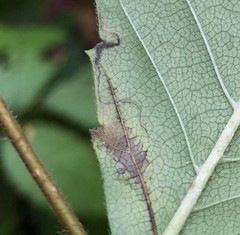 Stigmella apicialbella