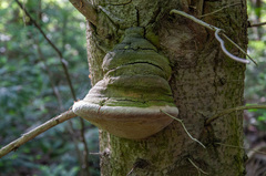 Fomitiporia hartigii