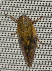 Omalophora pectoralis