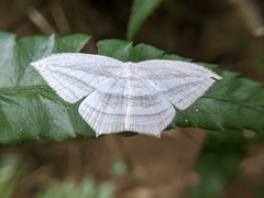 Acropteris leptaliata