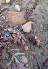 Trichodiadema gracile