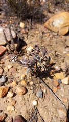 Trichodiadema gracile