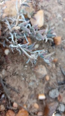 Trichodiadema gracile