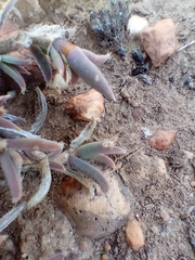 Trichodiadema gracile