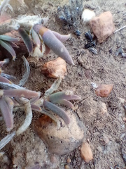 Trichodiadema gracile