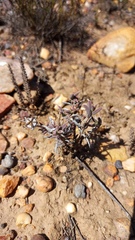 Trichodiadema gracile